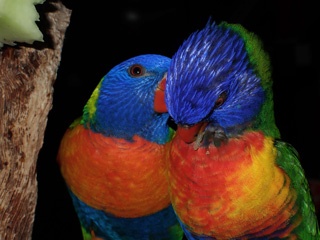 Rainbow lorikeets